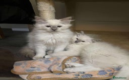 Ragdoll cats for sale: 2 ragdoll boys - Image 4
