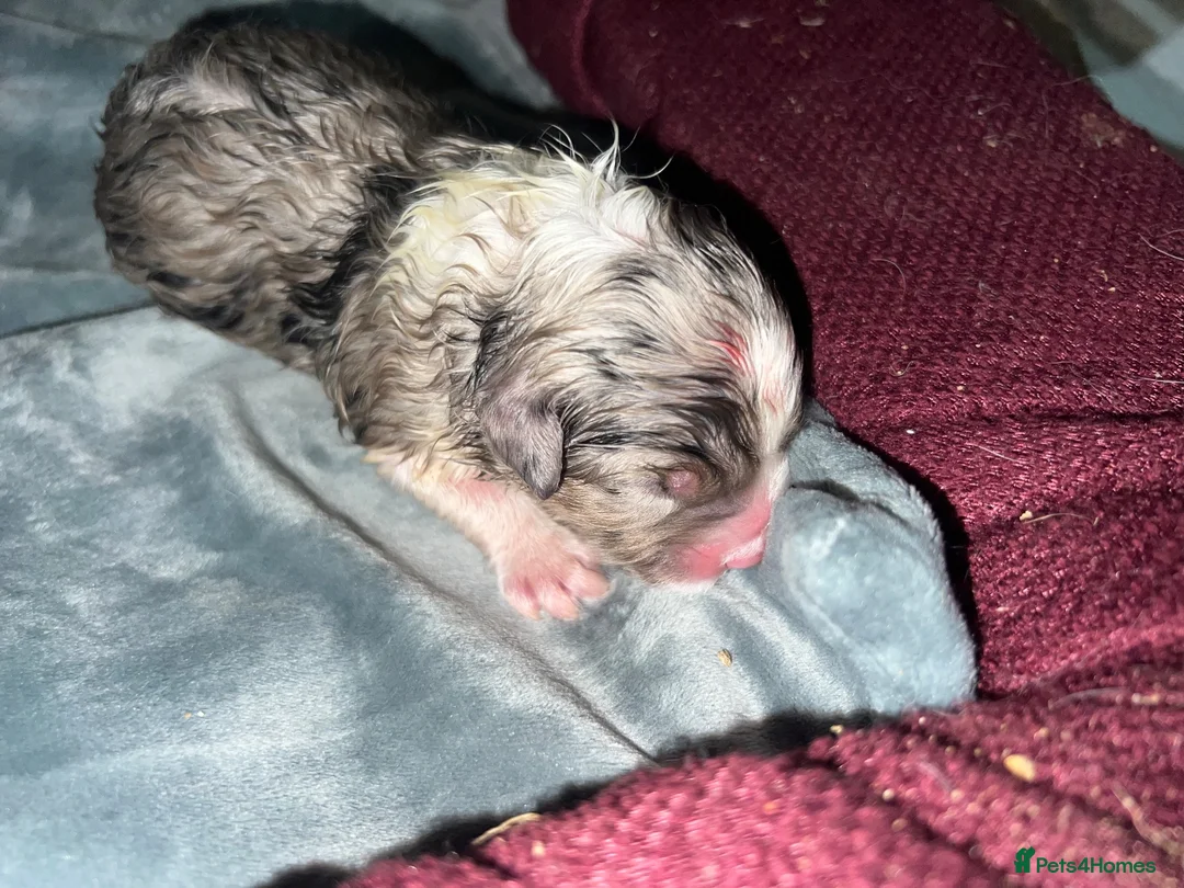 Australian Shepherd dogs for sale: Blue Merle Aussie  in Sittingbourne - Advert 1