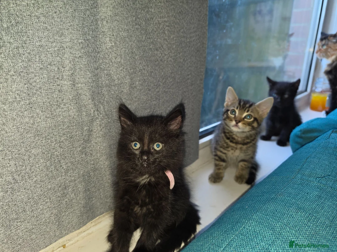 Domestic Shorthair cats for sale: Cute bundle of Kittens - Advert 2