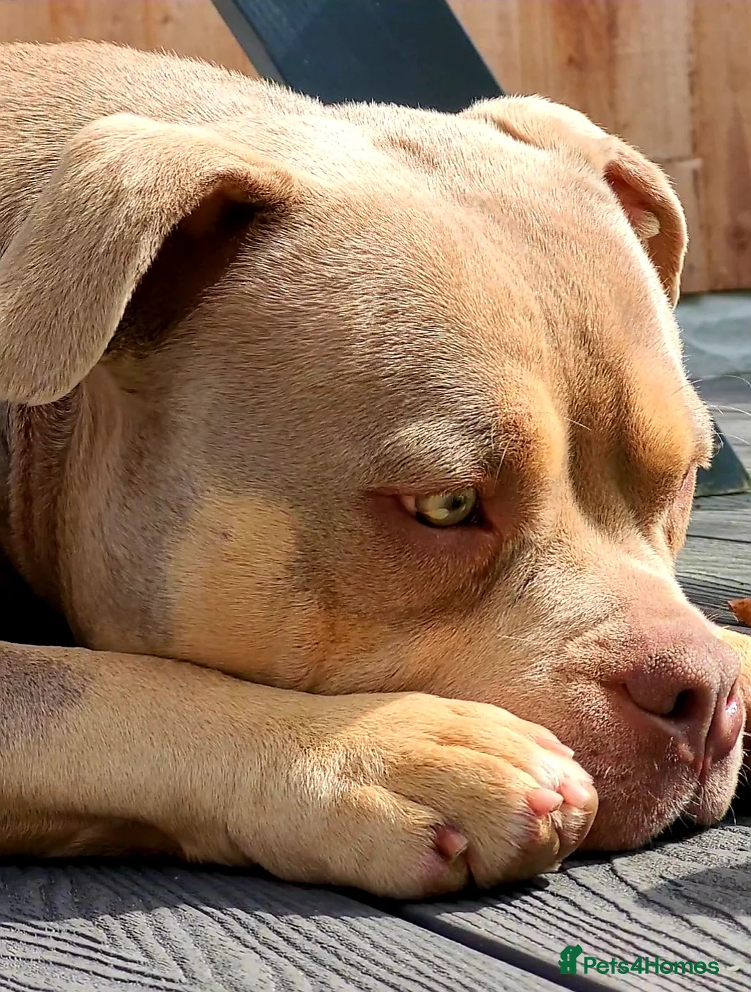 American Bully dogs for sale: Jasmine (Jaz) 3 year old female pocket bully  - Advert 10