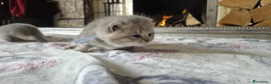 British Shorthair 2