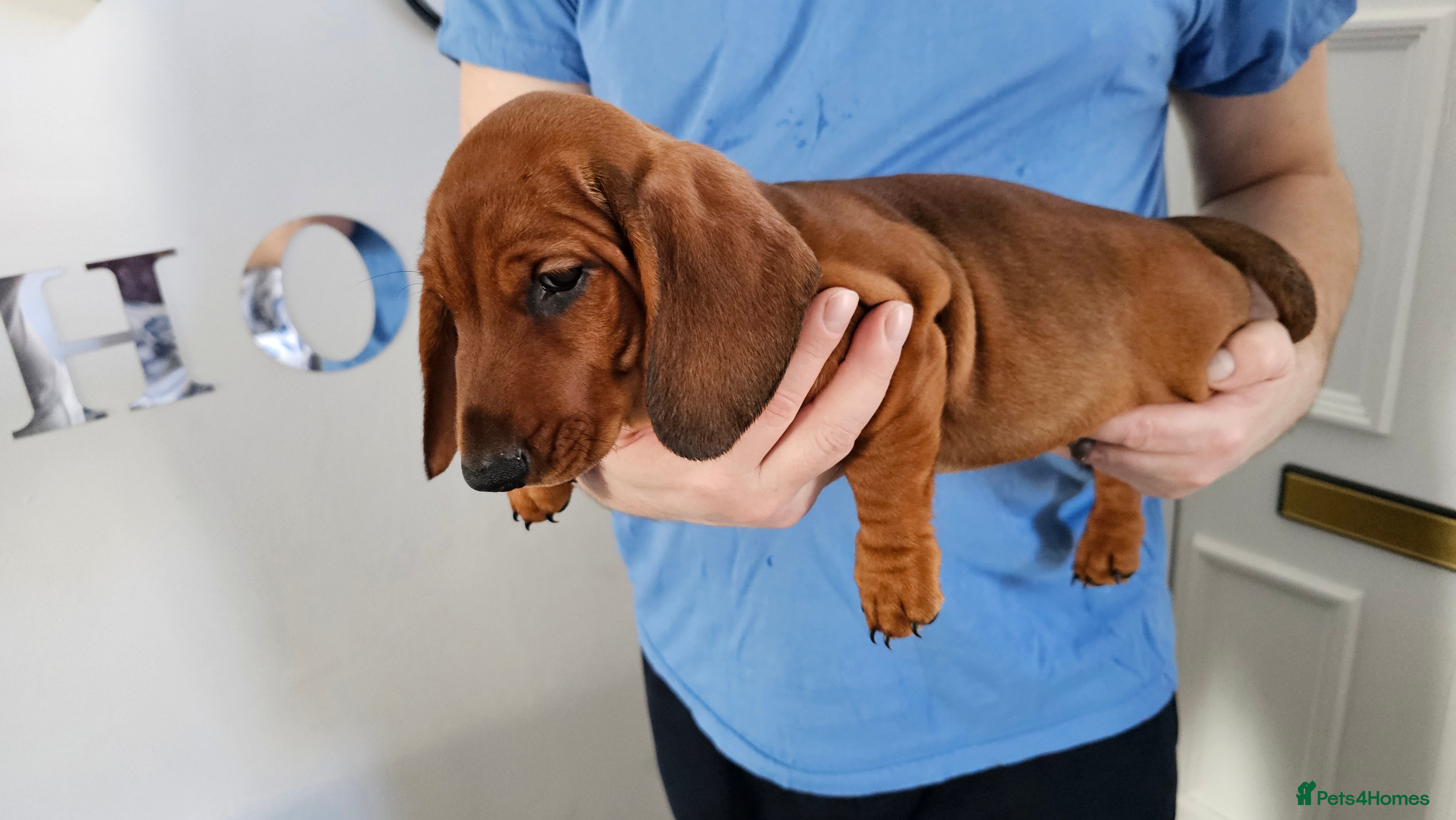 Dachshund dogs Ready Now ! KC Standard Dachshund puppies!  - Advert 17