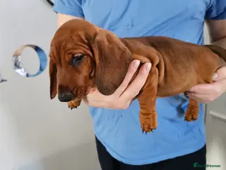 Dachshund dogs Ready Now ! KC Standard Dachshund puppies! - Advert 17