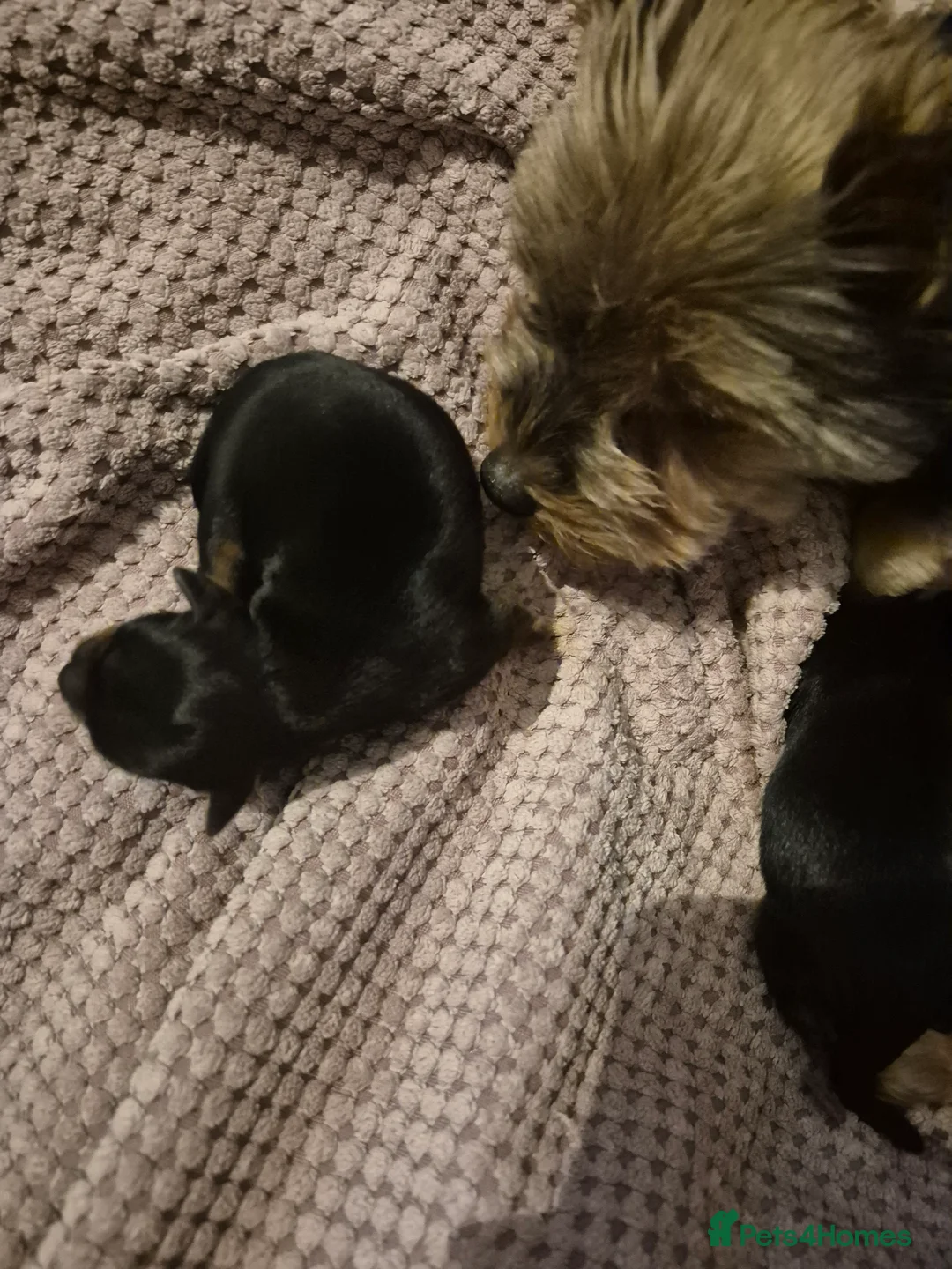Yorkshire Terrier dogs for sale: Yorkshire terrier minature - Advert 3