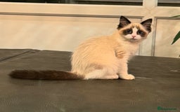 Domestic Shorthair cats for sale: Heartbreakingly a marriage breakup forces rehome - Image 16
