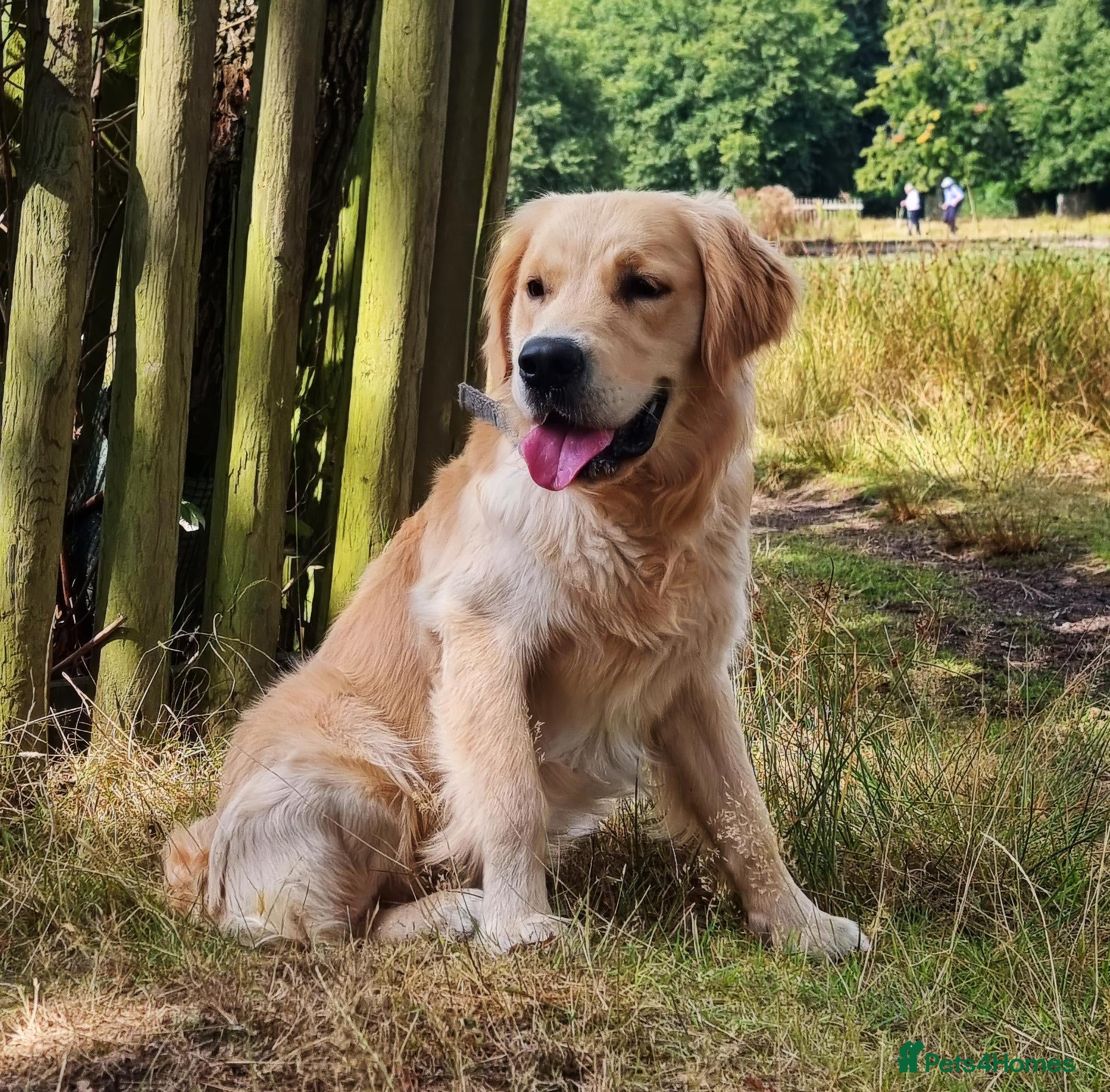 Golden Retriever dogs Kennel Club Reg Golden Stud (1 Year Old) - Advert 20