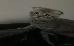 Scottish Fold cats for sale: Beautiful Scottish fold kittens - Image 17