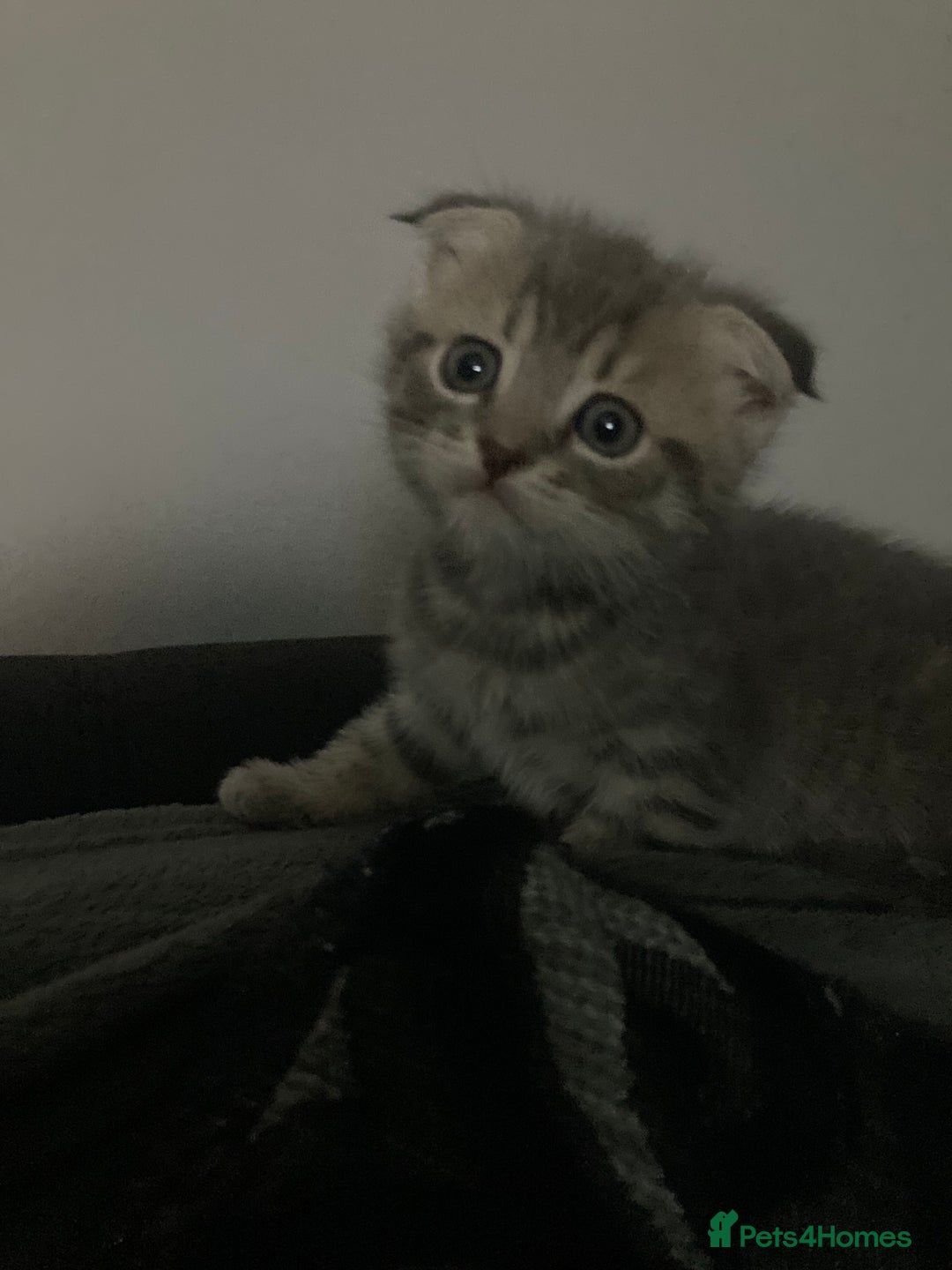Scottish Fold cats for sale: Beautiful Scottish fold kittens - Image 17
