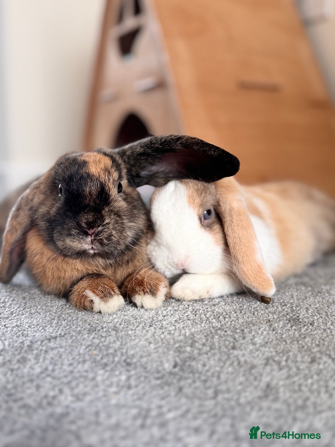 Mini Lop rabbits for sale: 🐇 Mini Lop Bunnies for Sale bought together 🐇 - Image 2