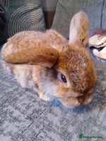 Mini Lop rabbits - Advert 2