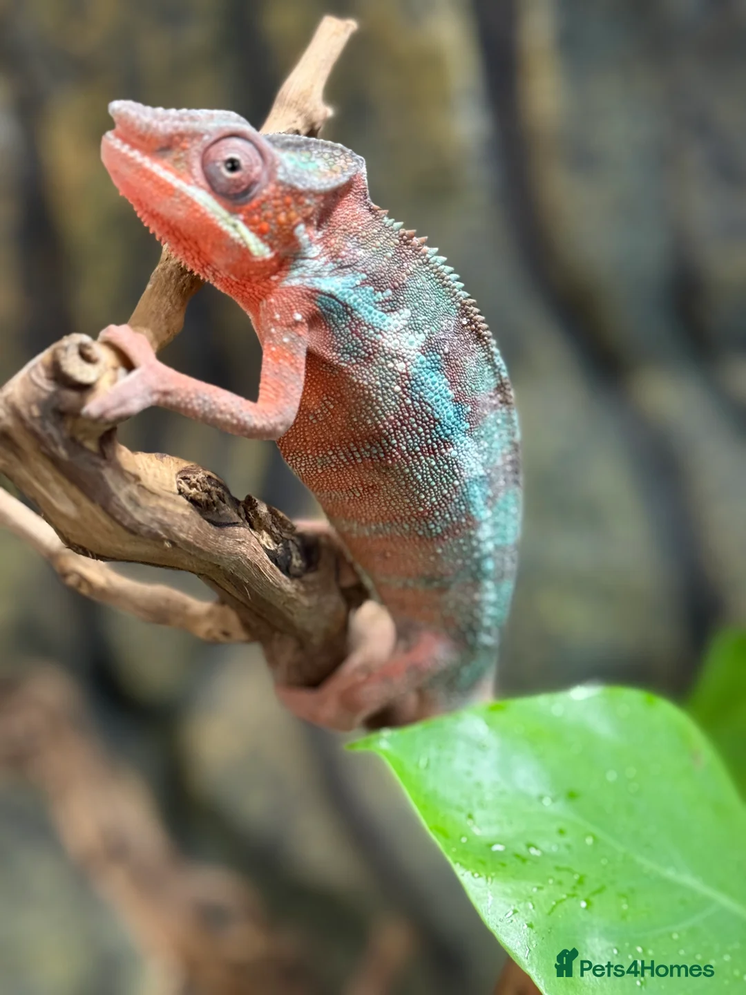 Chameleon reptiles for sale: Chameleons ambilobe - Advert 26