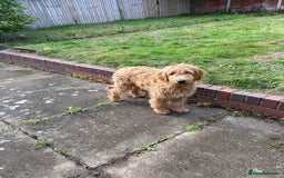 Mini Goldendoodle dogs for sale: Goldendoodle Girl - Image 7