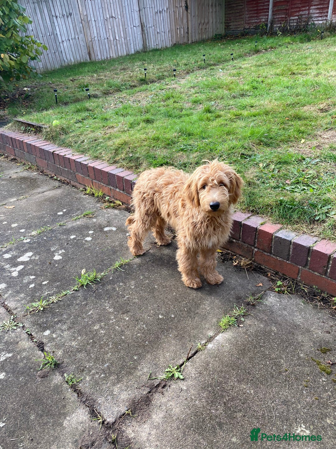 Mini Goldendoodle dogs for sale: Goldendoodle Girl - Image 7