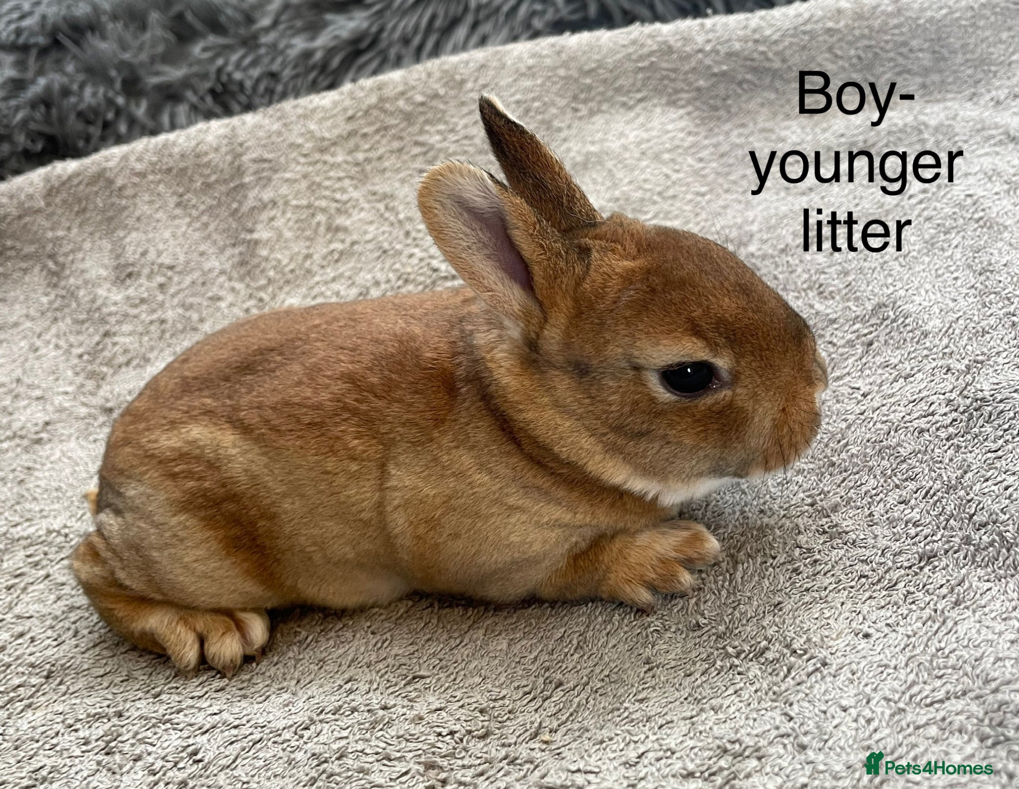 Rex rabbits 💖Pure bred mini Rex💖 - Advert 2