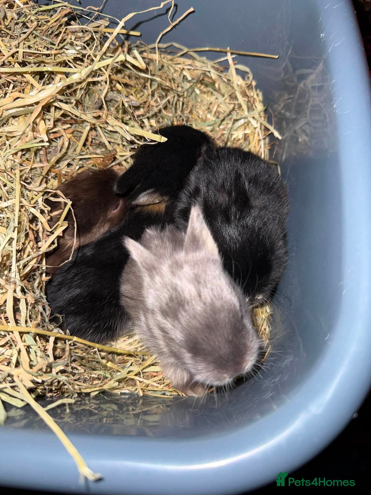 Mixed Breed rabbits Baby rabbits FREE - Advert 4