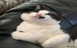 Mixed Breed cats for sale: Tuxedo male - Image 6