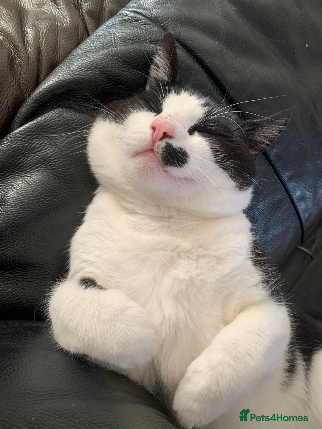 Mixed Breed cats for sale: Tuxedo male - Image 6