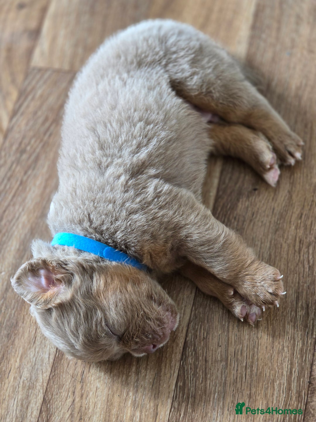 Olde English Bulldogge dogs for sale: Old english bulldoggee mammots - Image 9