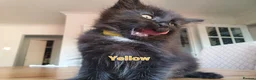Mixed Breed cats for sale: 4 mixed breed main coon/ bengal boys - Advert 19