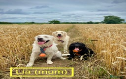 Golden Retriever dogs for sale: KC-Reg Golden Puppies @ Sunaraelia - Due 23/10/25 - Image 16