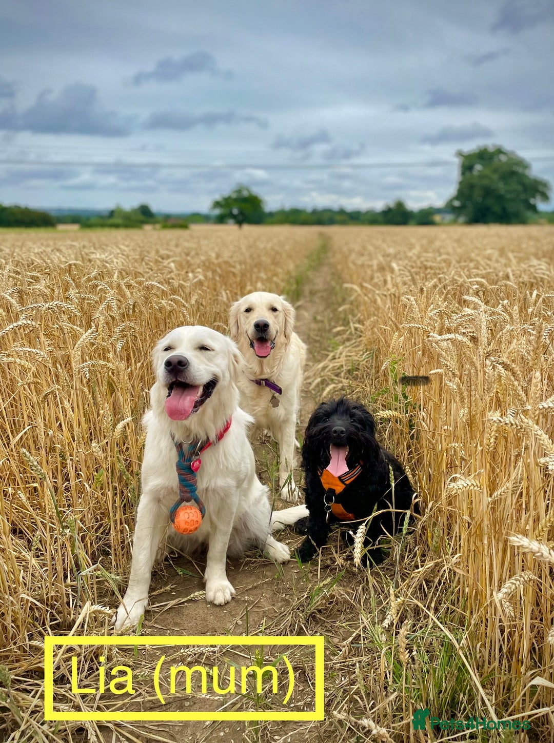 Golden Retriever dogs for sale: KC-Reg Golden Puppies @ Sunaraelia - Due 23/10/25 - Image 16