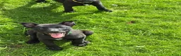 Borador dogs for sale: Borador puppies in Talybont - Advert 3