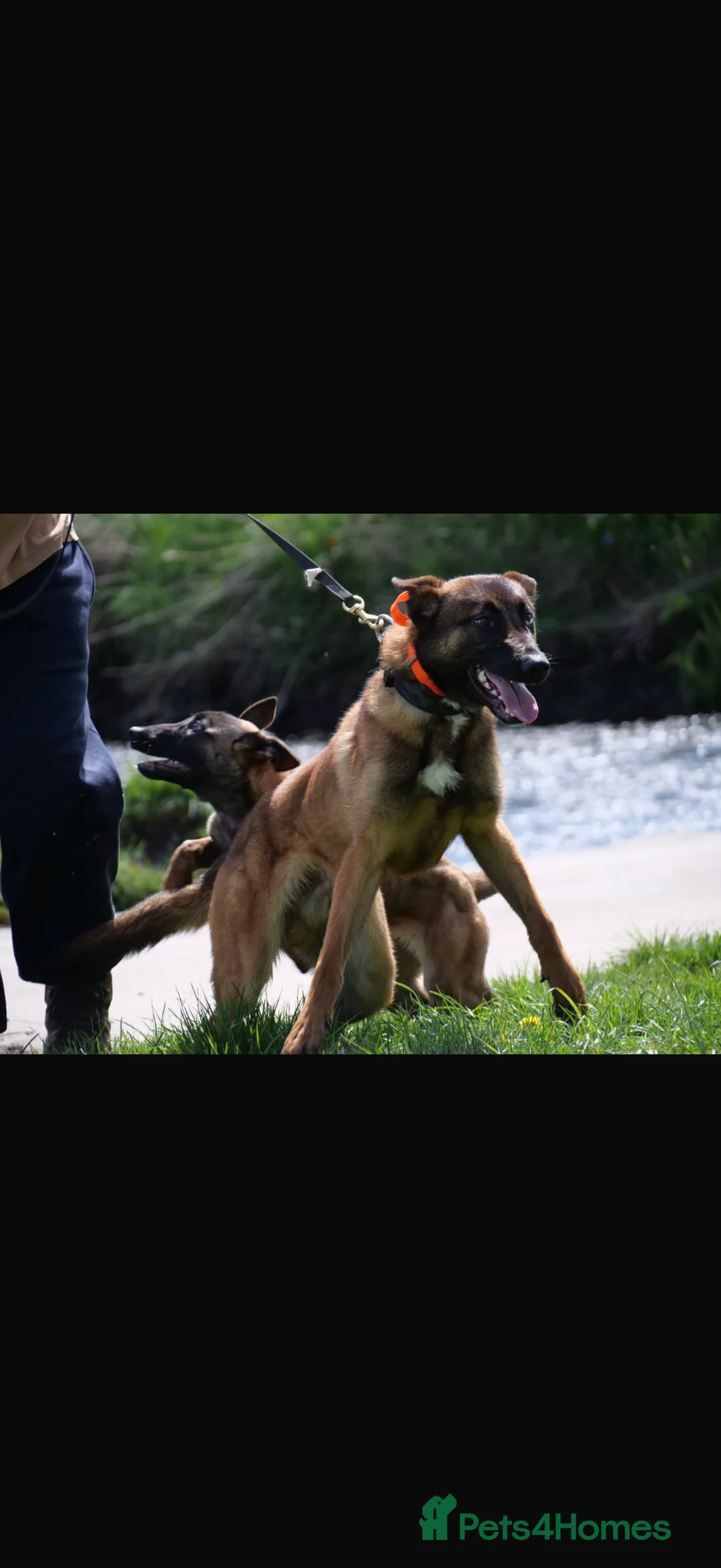 Belgian Shepherd Dog dogs for stud: Kc registered very well breed up for stud  - Advert 3