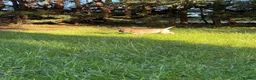 Bullmastiff dogs for sale: Top Quality KC Bullmastiff Bitch ready to go  - Advert 5