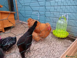 Chickens poultry 6 x Hens POL - Mix of Breeds - Advert 17