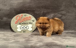 Chow Chow dogs for sale: Exotic colour Pure chow chow puppies for sale  - Image 21