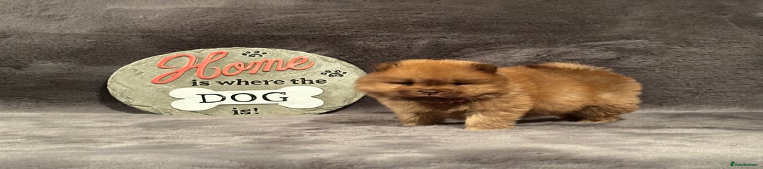 Chow Chow Puppy 4