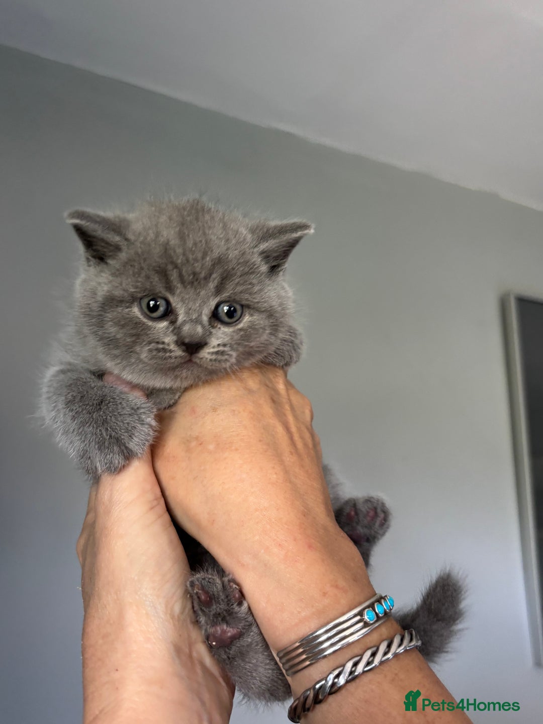 British Shorthair cats for sale: 🌟GCCF Registered Kittens, Ready 21st August🌟 in Abergavenny - Image 14