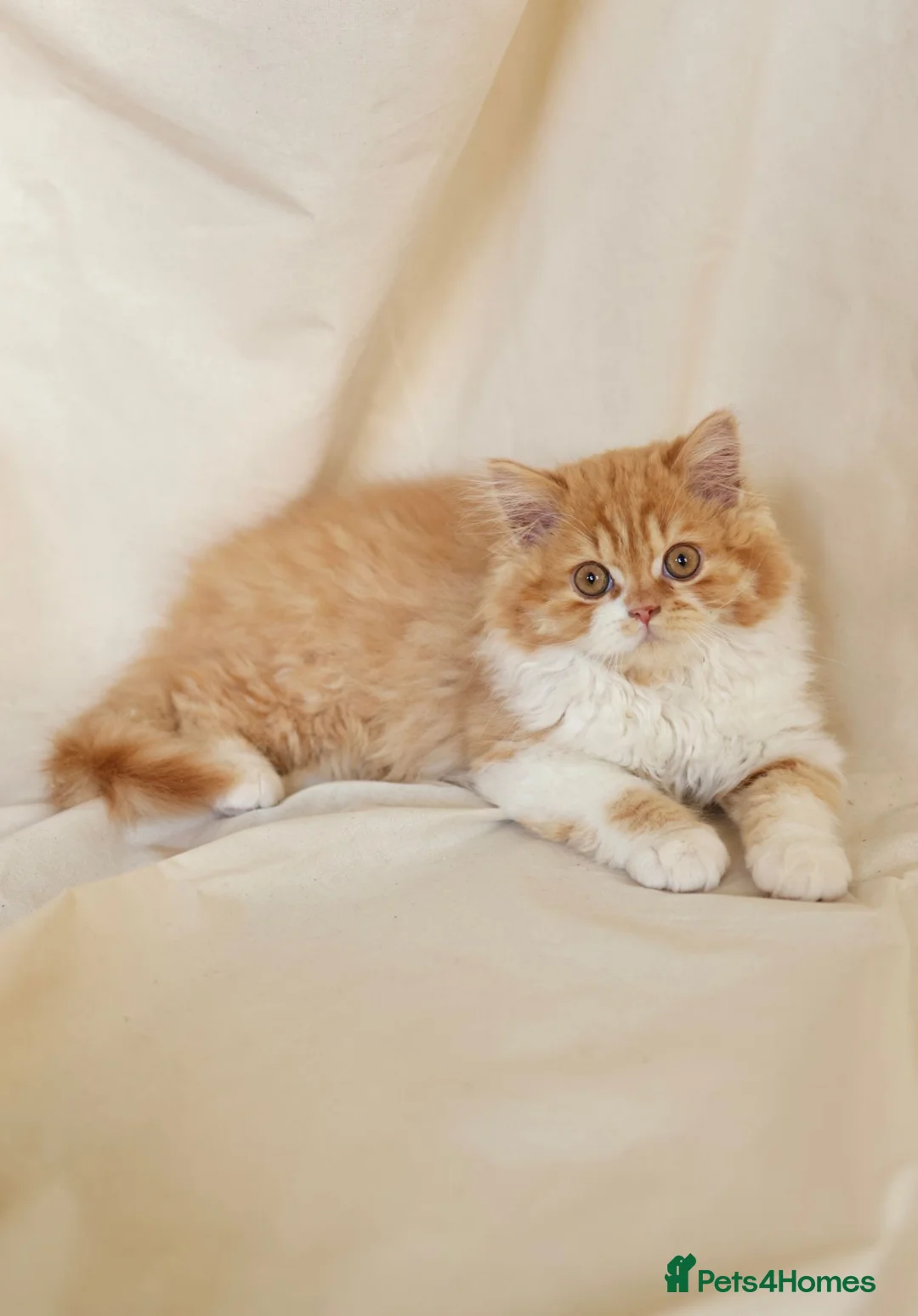 British Longhair cats for sale: Beautiful British Longhair Boy – Leo❤️ - Advert 1