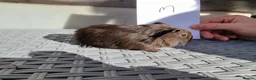 Guinea Pig rodents for sale: Baby Guinea Pigs  in Usk - Advert 17