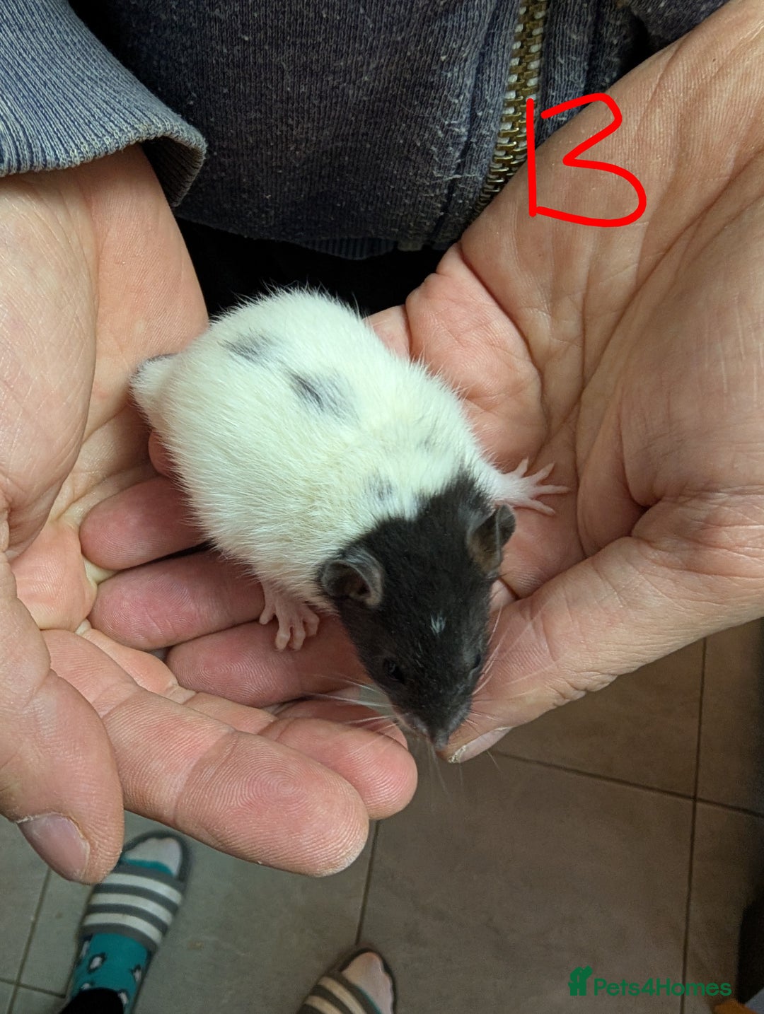 Rat rodents for sale: Baby Male and Female Rats - Advert 7