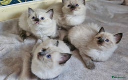 Ragdoll cats for sale: Ragdoll kittens  - Image 1