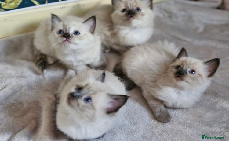 Ragdoll cats - Advert 15
