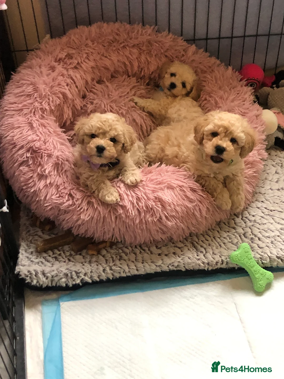 Poochon dogs for sale: Poochon pups for sale  - Advert 1