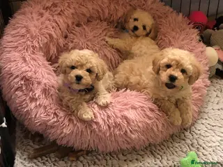 Poochon dogs Poochon pups for sale - Advert 1