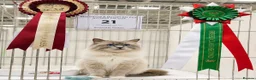 Ragdoll cats for sale: Raised with Love, looking for Forever homes - Advert 10