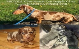 Dachshund dogs for stud: Minature Choc Cream & Tan Dapple (Blue & Pied) in Doncaster - Image 1