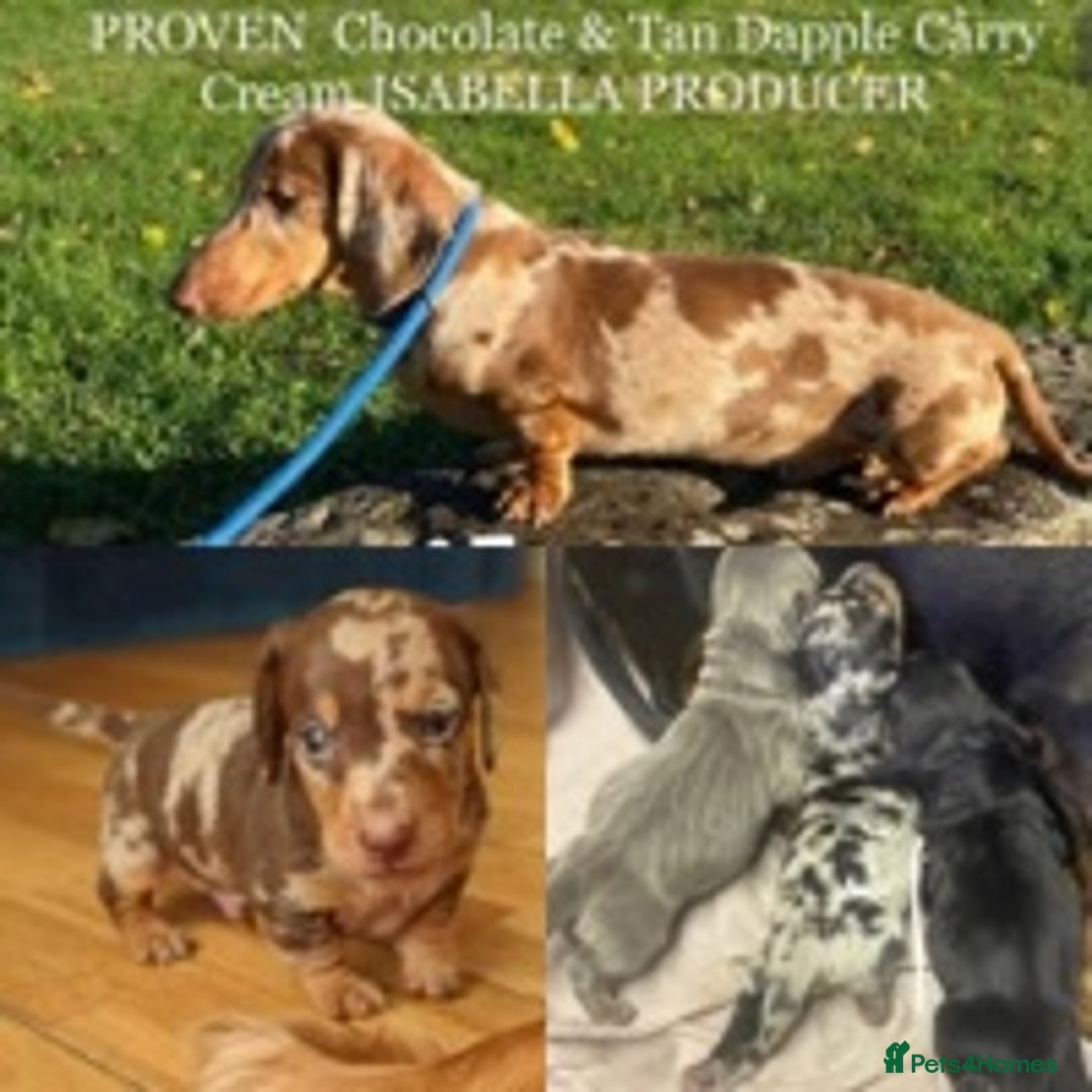 Dachshund dogs for stud: Minature Choc Cream & Tan Dapple (Blue & Pied) in Doncaster - Image 1