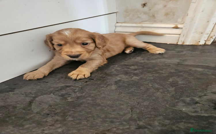 Cocker Spaniel dogs for sale - Advert 1