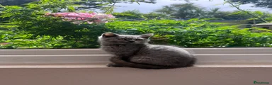 Cora