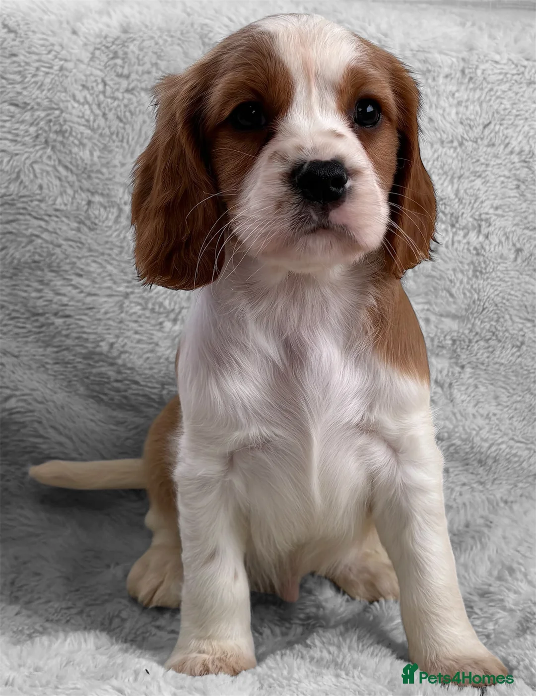 Cavapoo dogs for sale: F1 Cavapoo Puppy’s!  - Advert 2