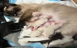 Ragdoll cats for sale: 💎 Purebred Ragdoll kittens-Champion Bloodlines 💎 - Image 31