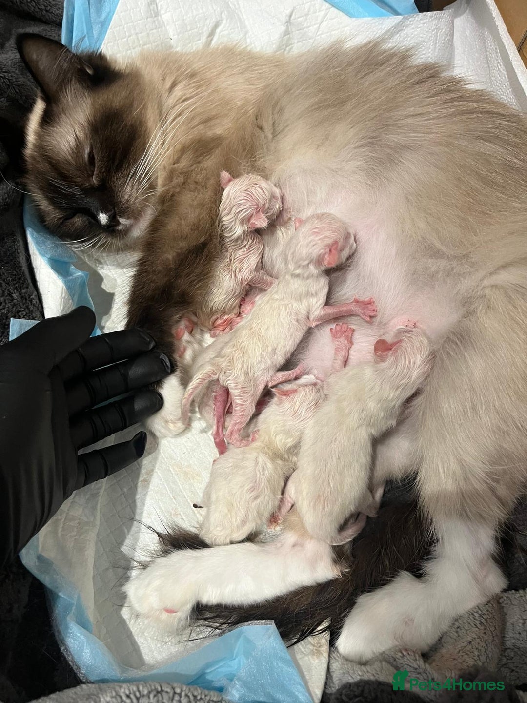 Ragdoll cats for sale: 💎 Purebred Ragdoll kittens-Champion Bloodlines 💎 - Image 31
