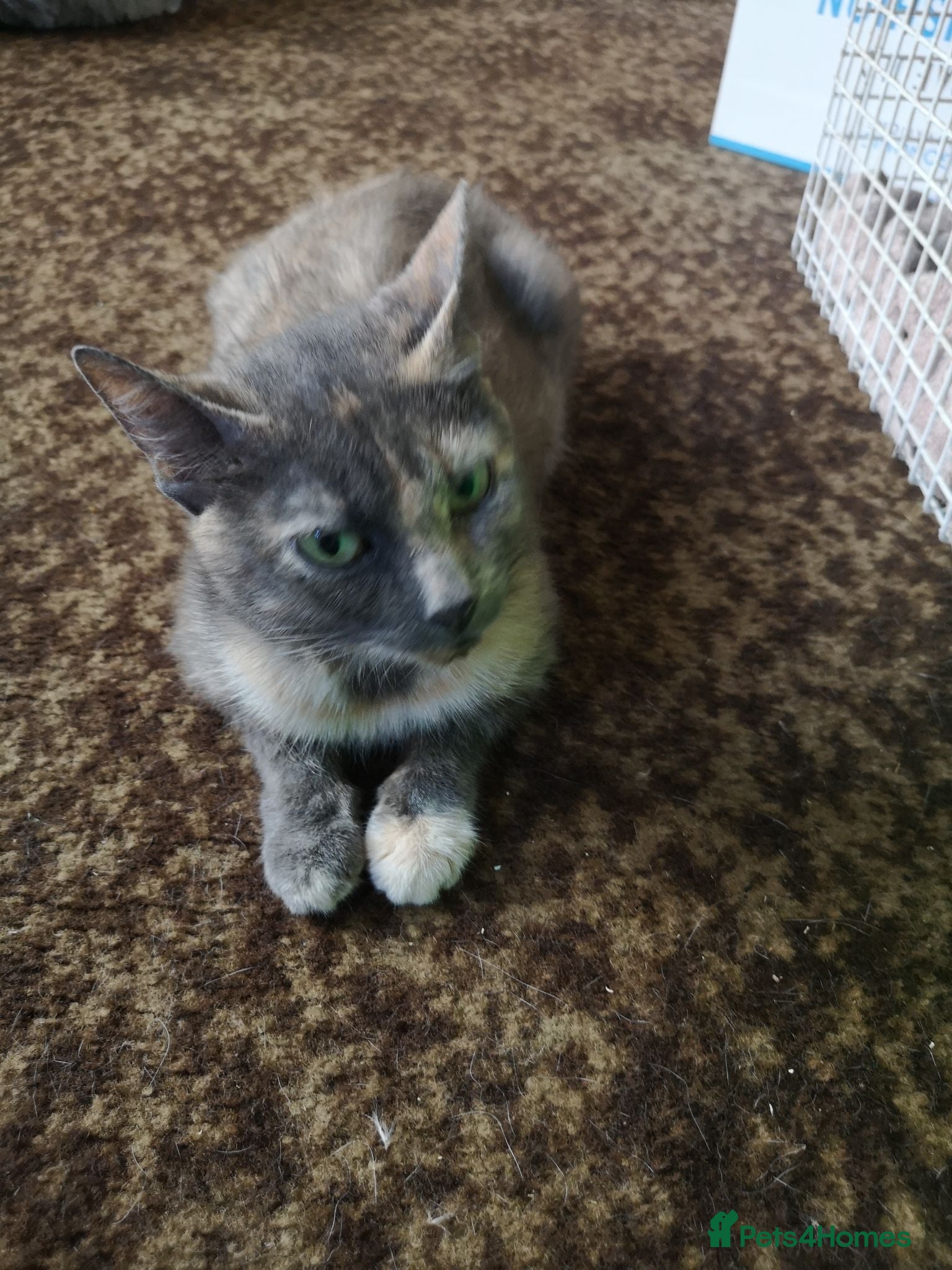 Mixed Breed cats Half and full Bengal  - Advert 7
