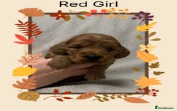 Cockapoo dogs for sale: Quality F1 Cockapoos  - Image 5
