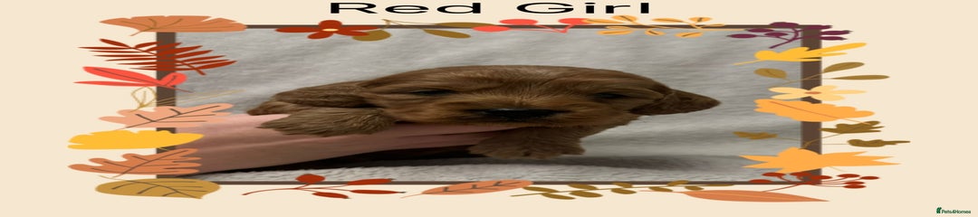 Cockapoo Puppy 5